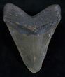 Megalodon Tooth - North Carolina #13752-2